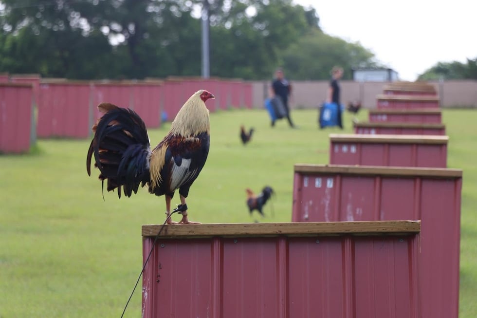 Un hombre de Grand Saline, acusado de organizar peleas de gallos tras la incautación de 181...
