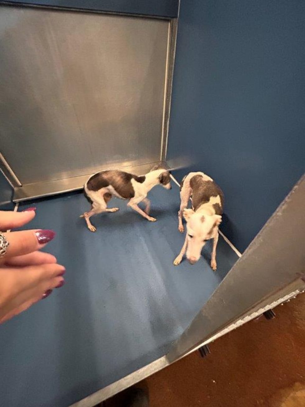 Smith County authorities rescue 44 dogs