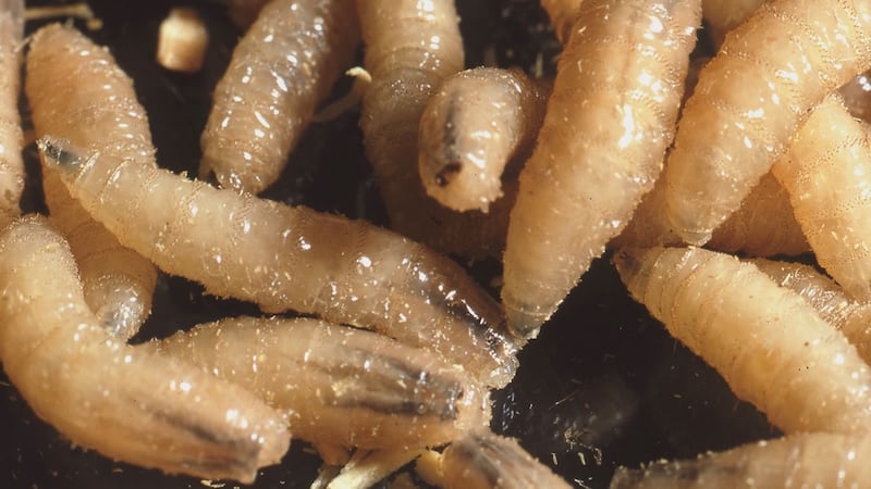 Se ha detectado la presencia de la mosca del gusano del nuevo mundo en México, y las...