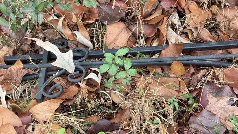 Se advierte a los residentes del este de Texas sobre hiedra venenosa oculta