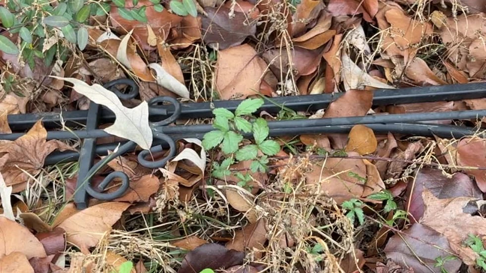 East Texans cautioned to avoid dormant poison ivy vines lurking beneath fallen leaves