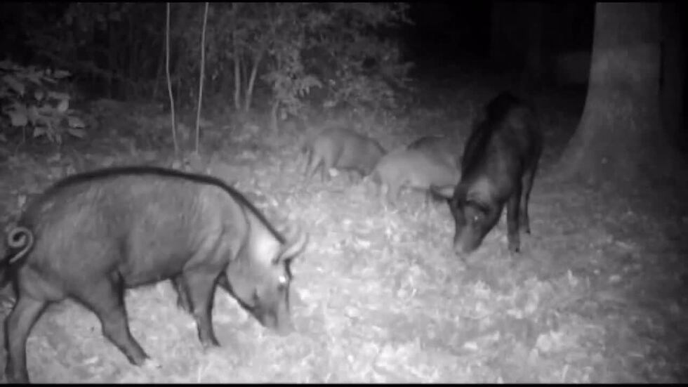 ‘My yard is destroyed’: Alba residents, officials battle wild hog infestation