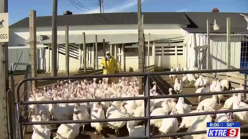 Granja del condado de Shelby pierde 260,000 pollos tras brote de gripe aviar