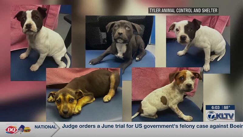 5 cachorros abandonados en el Bossart Bark Park de Tyler. En Texas, una citación por abandonar...