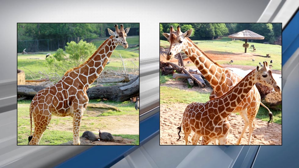 The Caldwell Zoo has announced the death of a giraffe after a months-long battle with an...