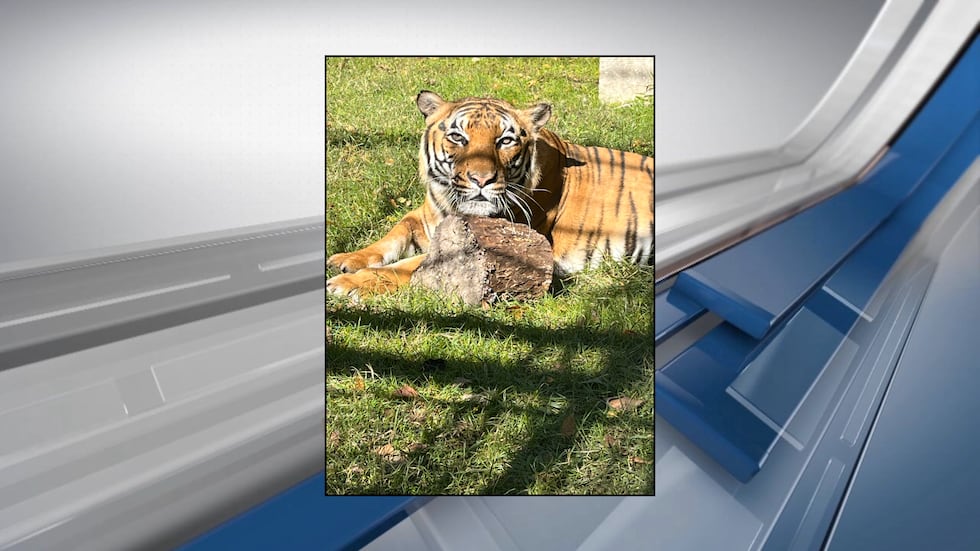 Tanvir is Ellen Trout's newly arrived Malayan tiger. He comes to them from the Baton Rouge Zoo.
