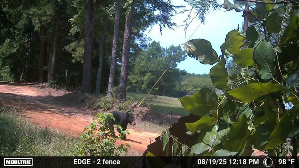 Black bear spotted strolling down Anderson County driveway