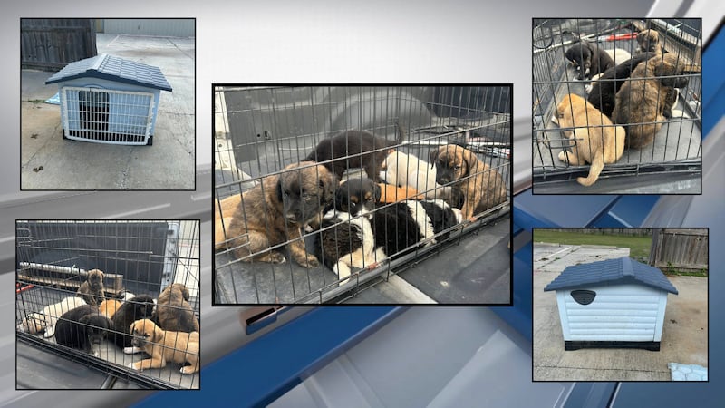 Trinity County Sheriff’s Office asks public’s help after 8 puppies found abandoned near dumpster