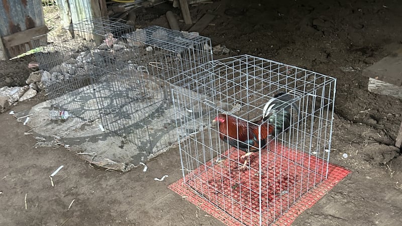 56 dead roosters found, 4 arrested after search of Rusk County property