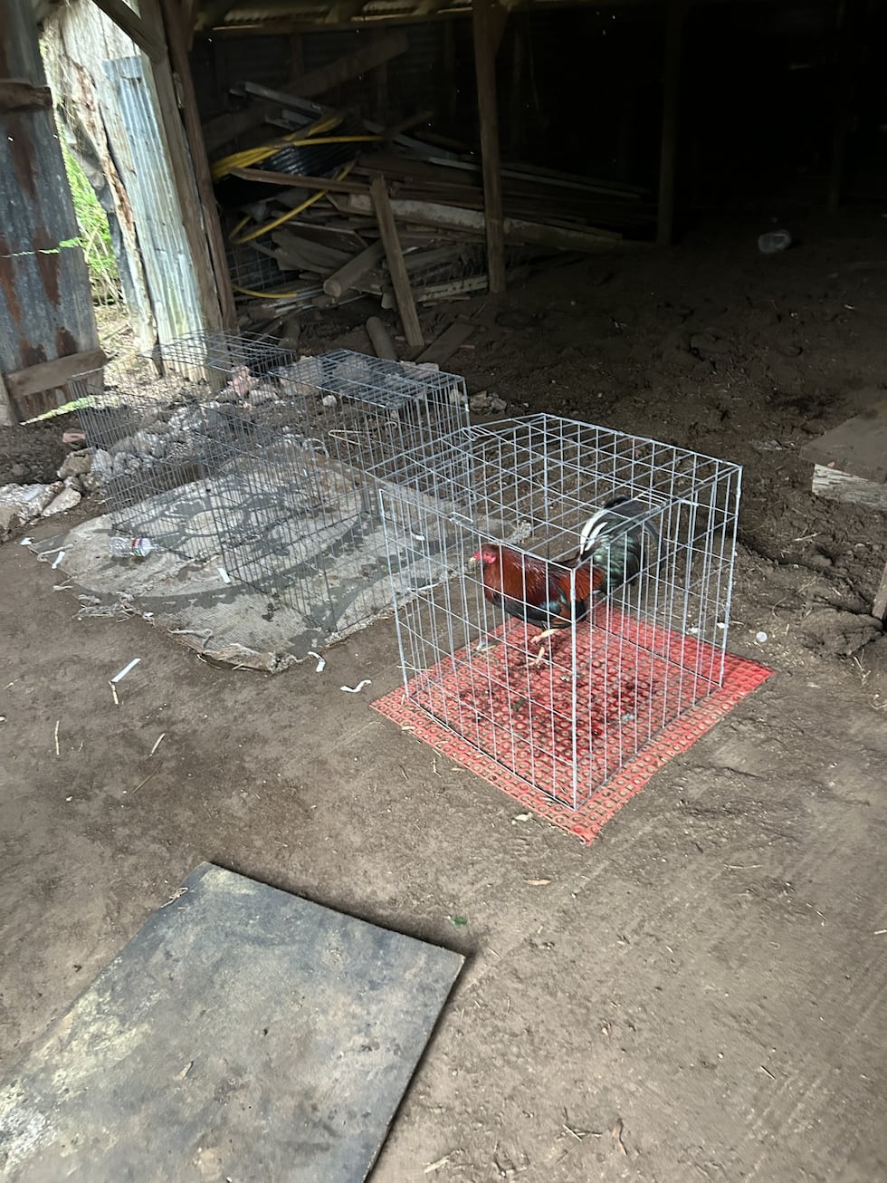 56 dead roosters found, 4 arrested after search of Rusk County property