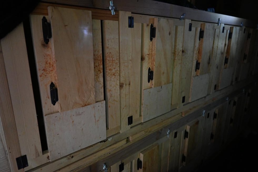 Un hombre de Grand Saline, acusado de organizar peleas de gallos tras la incautación de 181...