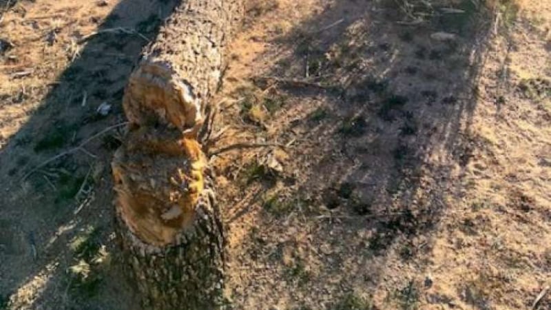 Some of Joshua Tree National Park's iconic trees have been cut down.