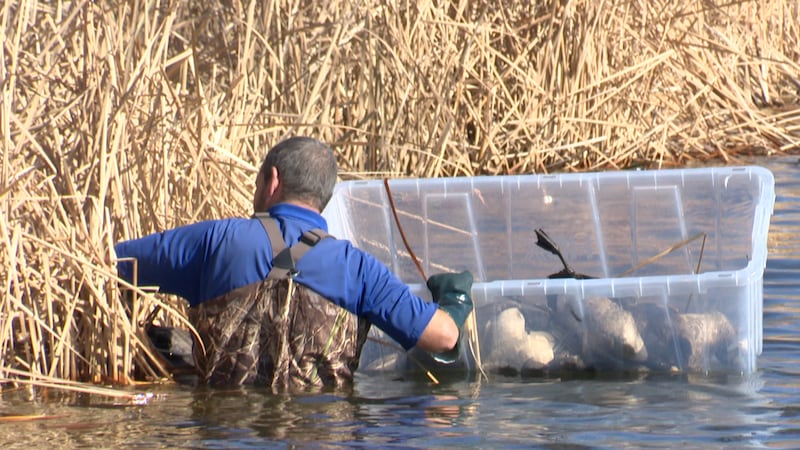 Cientos de aves muertas halladas en Ransom Canyon en medio de la preocupación por la gripe aviar.