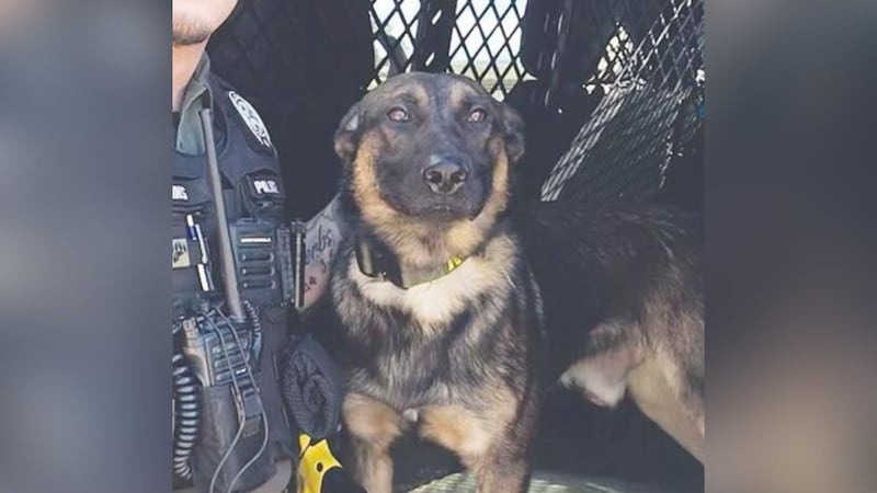 Policía de Palestine busca a perro K9 desaparecido tras las tormentas.