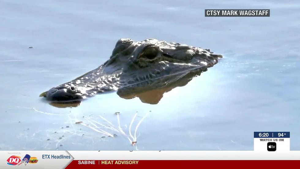 “When I got here, I was like, ’There’s an alligator in there?” said Police Chief Brent...