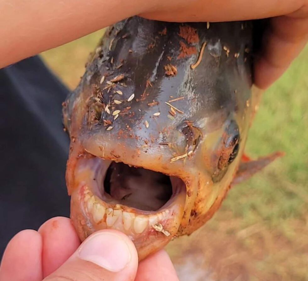 Las autoridades de Oklahoma confirmaron que Charlie Clinton pescó un pacú, pariente cercano de...