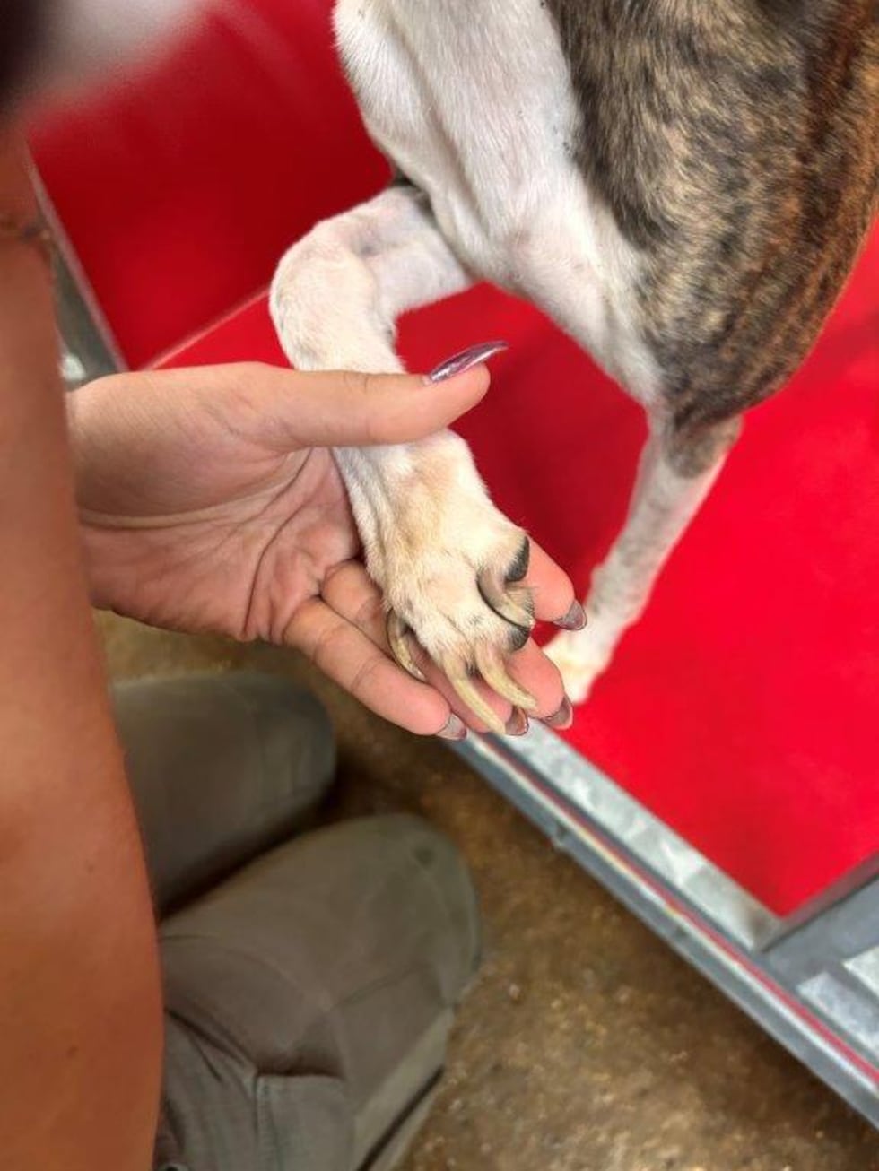 Smith County authorities rescue 44 dogs