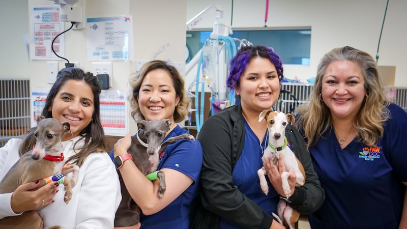 22 galgos italianos listos para adopción tras ser rescatados de un hogar en el condado de Smith