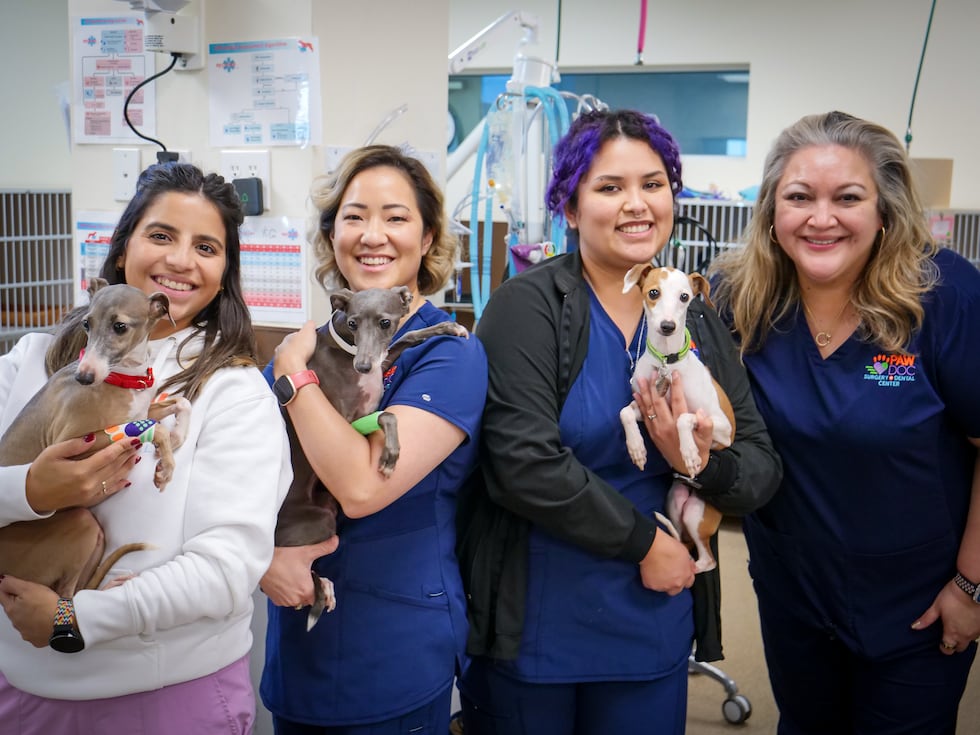 22 Italian greyhounds ready for adoption after rescue from Smith County home