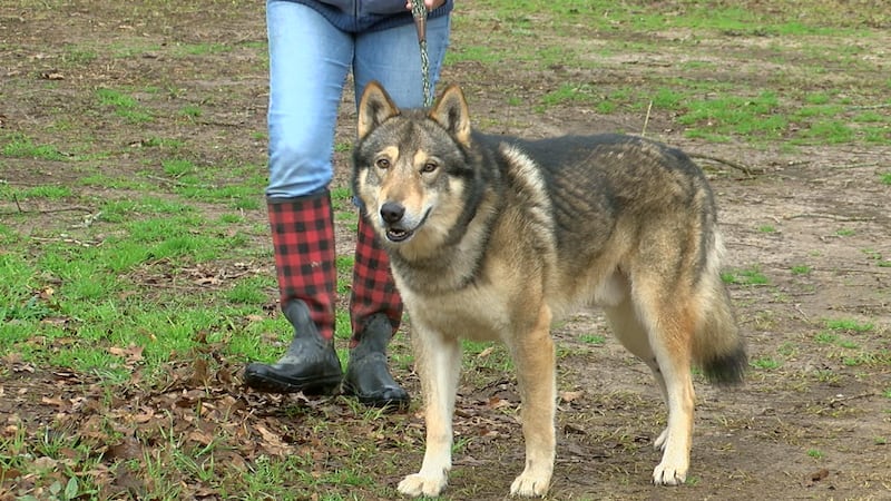 Ferris, one of the wolf dogs brought to the property after roaming the streets of Ferris, TX...