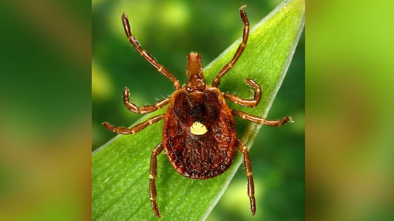 This undated photo provided by the U.S. Centers for Disease Control and Prevention shows a...