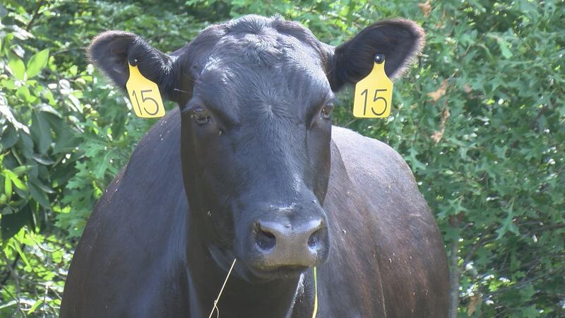 Ganadero del este de Texas es afectado por aumento de demanda de carne de res en medio de...
