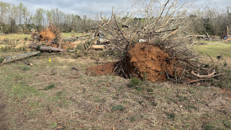 "Por lo general, cuando vemos árboles completamente arrancados de raíz y, sobre todo, la...