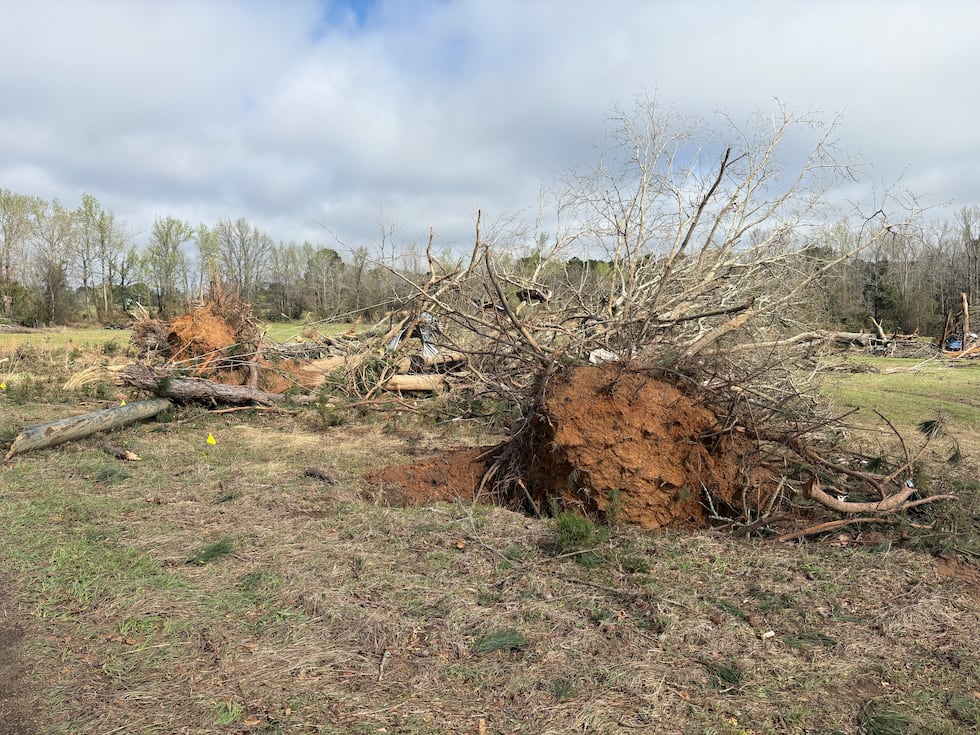 "Por lo general, cuando vemos árboles completamente arrancados de raíz y, sobre todo, la...