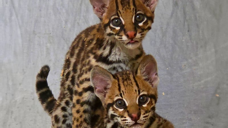 Caldwell Zoo names endangered ocelot kittens after beloved comic