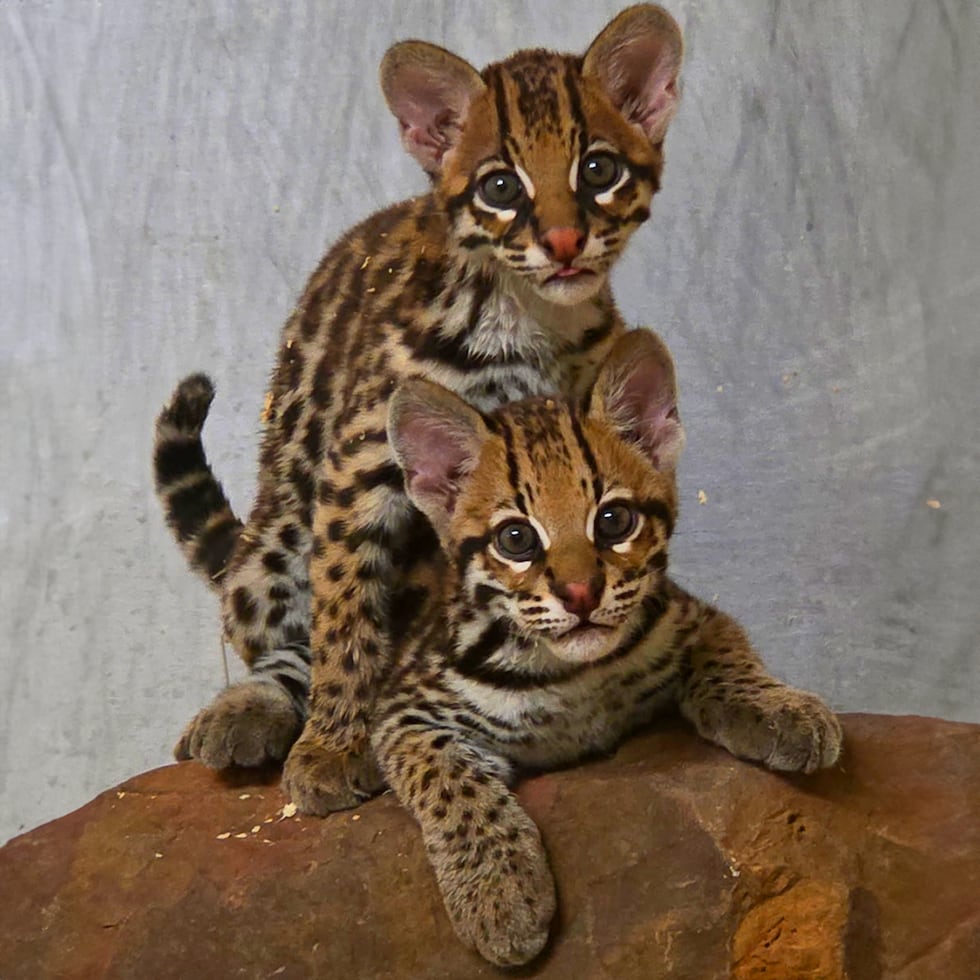 Caldwell Zoo names endangered ocelot kittens after beloved comic