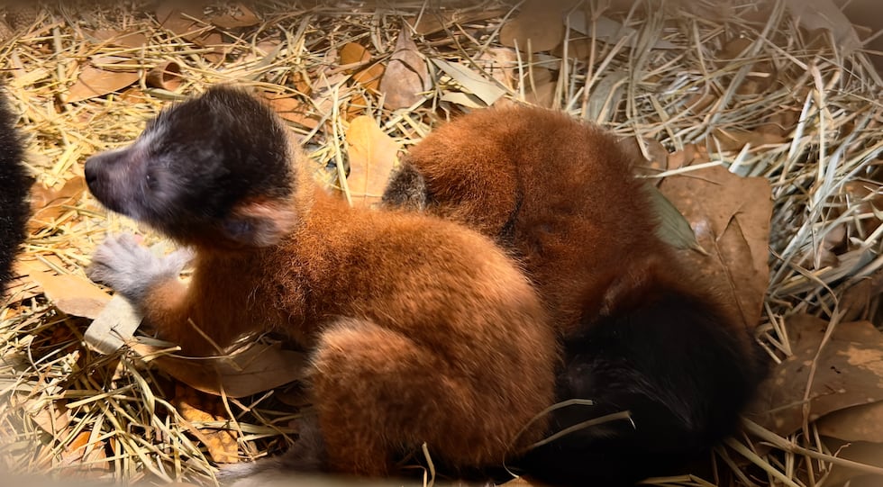 Caldwell Zoo in Tyler announces births of red-ruffed lemurs.