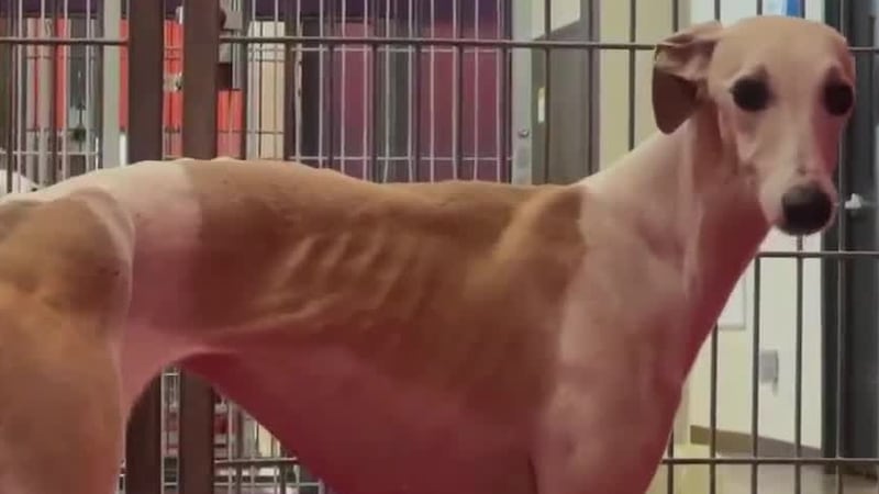 Un grupo de rescate recoge 44 perros tras su incautación en una casa del condado de Smith.