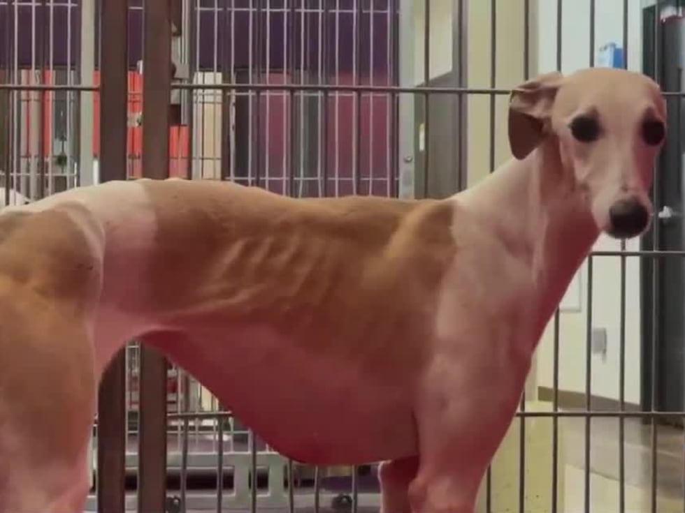 Forty-one Whippets and three Standard Poodles were seized earlier this month.