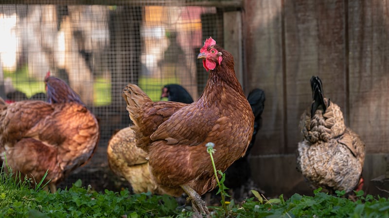 FILE - Free-range chickens pecking at the ground on grass.