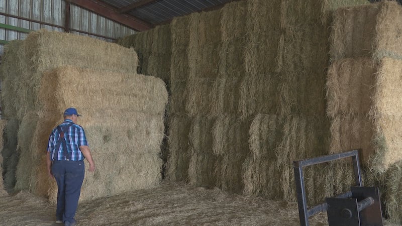 Dry, warmer-than-normal conditions and a new invasive pest are tightening hay supplies across...