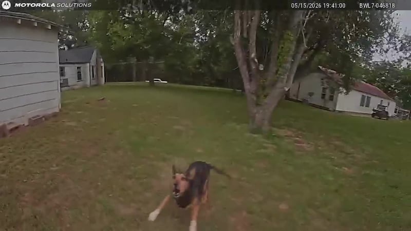 Arp police shoot dog during fire investigation, chief says