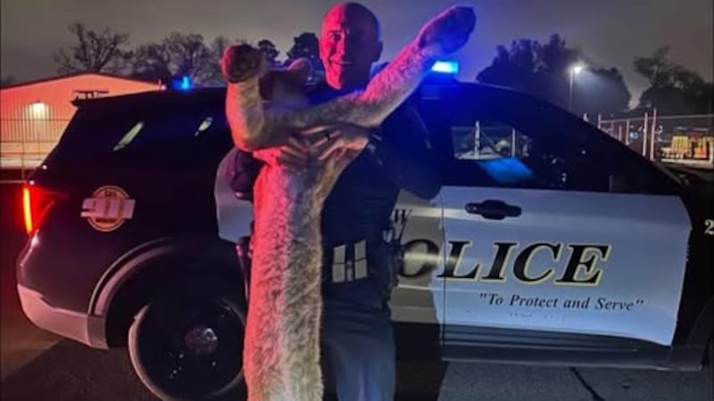 Se contactó a un biólogo y guardabosques de Parques y Vida Silvestre de Texas y tomó posesión...