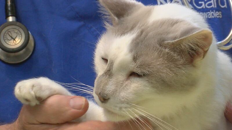Mientras las personas luchan contra los peligros del calor del verano para su salud, los...