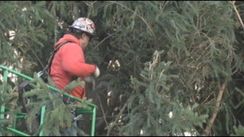 Macy's Christmas tree goes up on Fountain Square