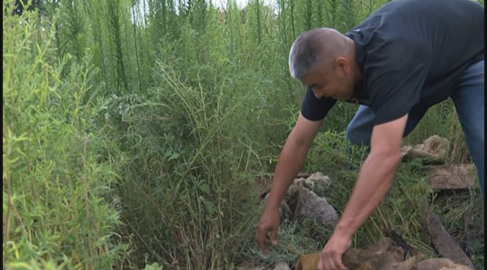 Search parties looked through an open field behind Jaguars along Highway 87 in July 2015.