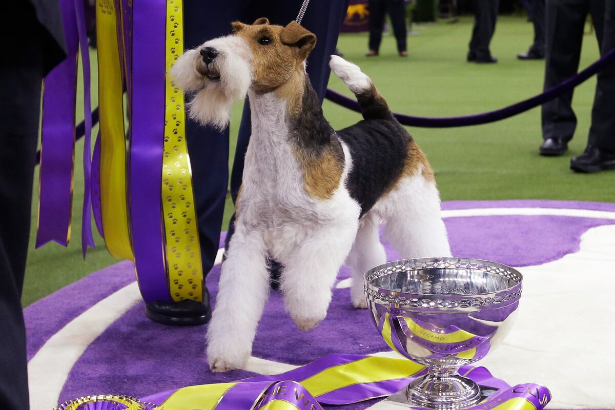 preloaded gallery image