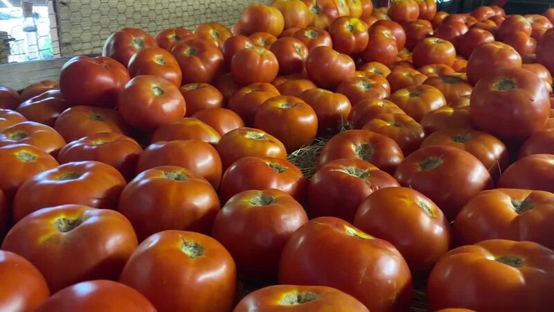 El calor del este de Texas provoca escasez de cosecha para los puestos de productos agrícolas.