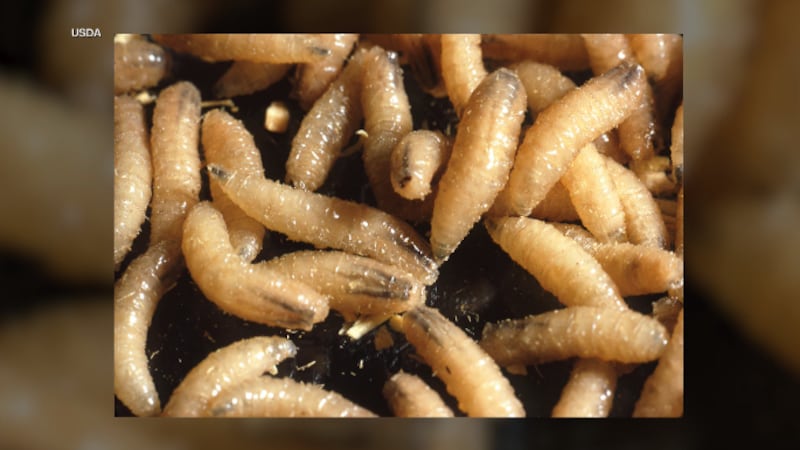 MN Board of Animal Health shares New World Screwworm pet import restrictions