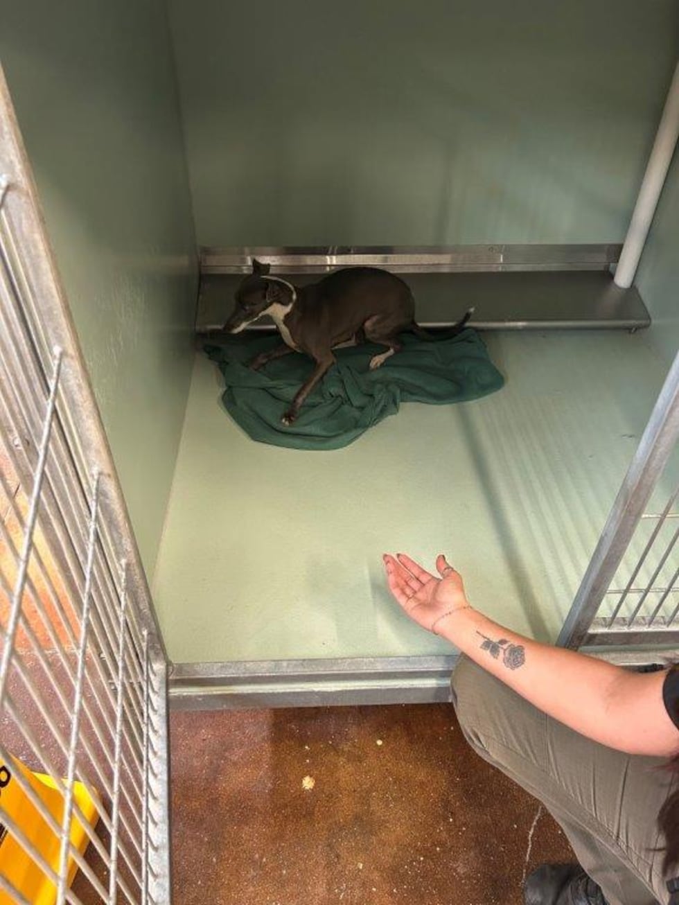 Smith County authorities rescue 44 dogs