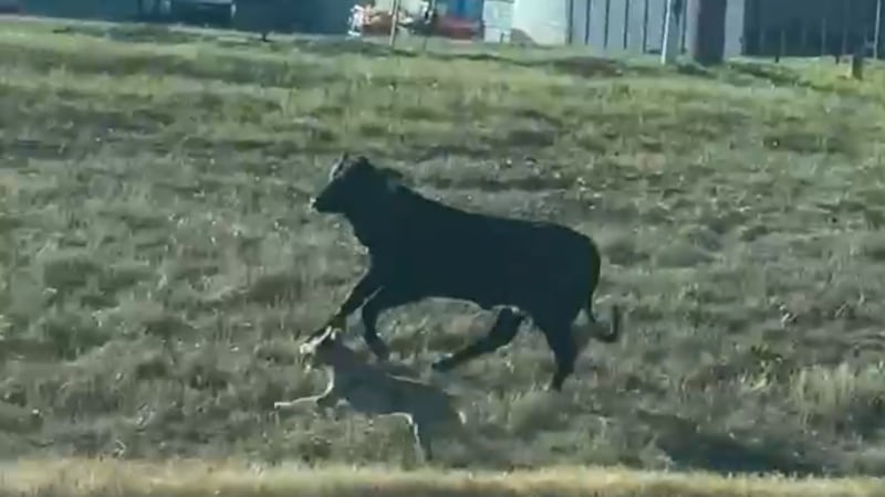 Cow escapes, sprints down Lindale highway with dog, police escort