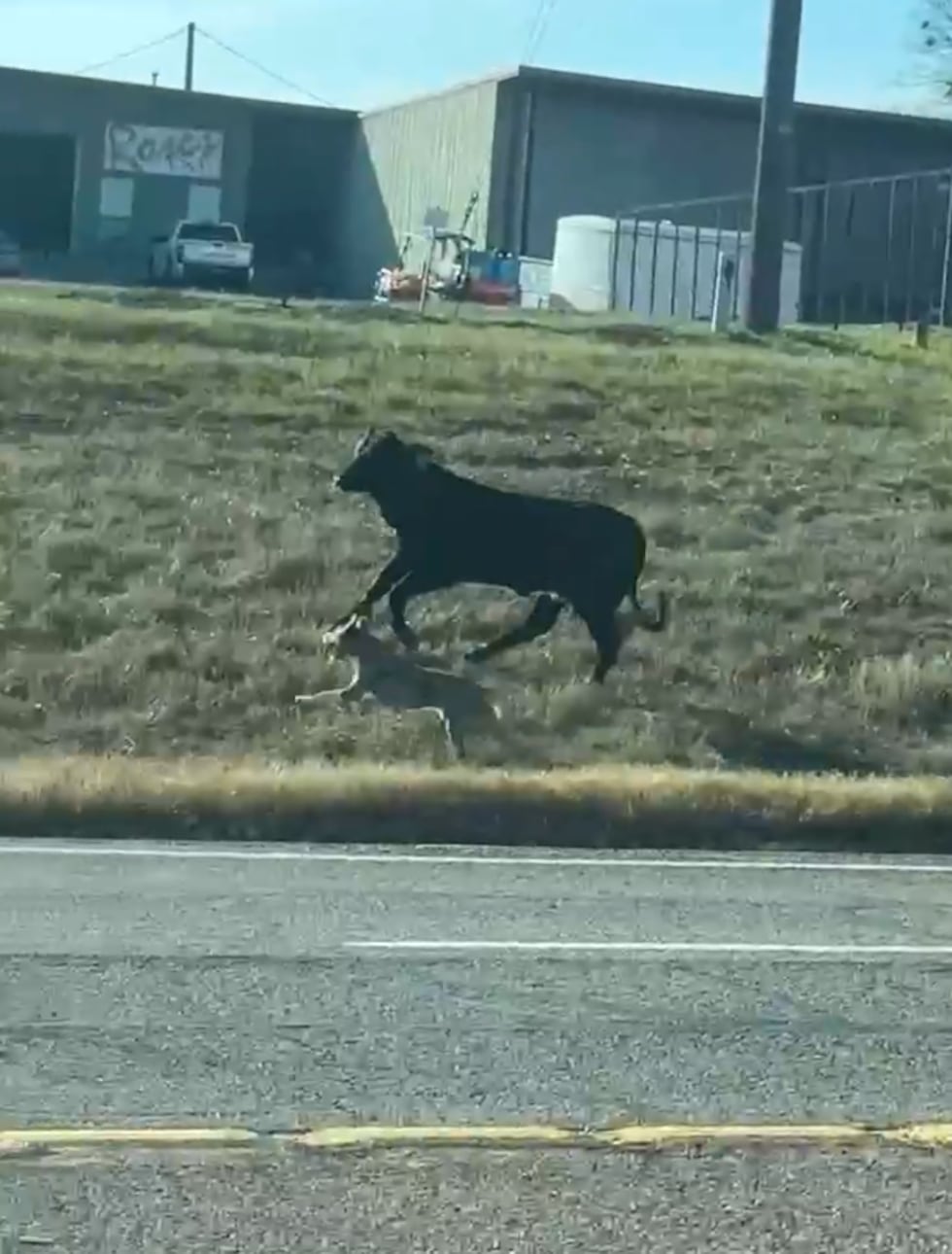 Cow escapes, sprints down Lindale highway with dog, police escort