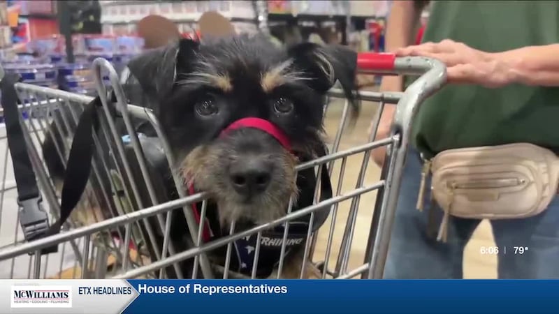 La gente planea reunirse a medida que se acerca la temporada navideña, y muchos también...