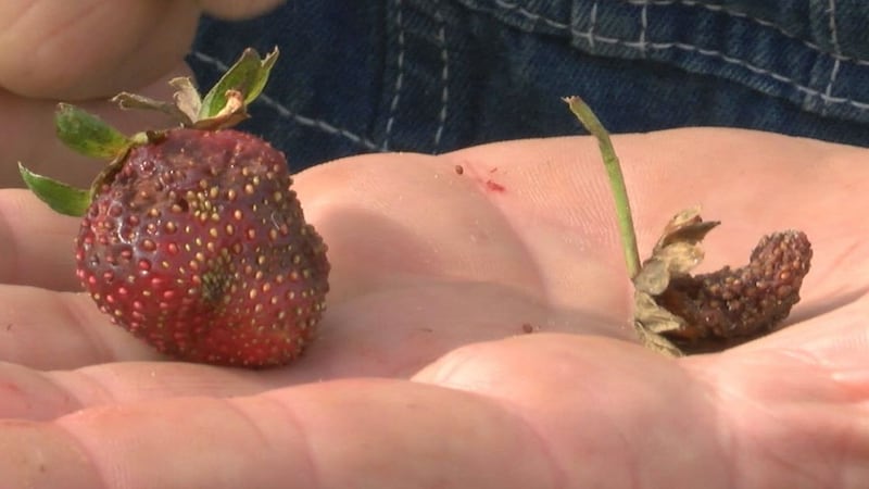 Two strawberries are held in the hand of a farmer. The left strawberry is covered in brown...