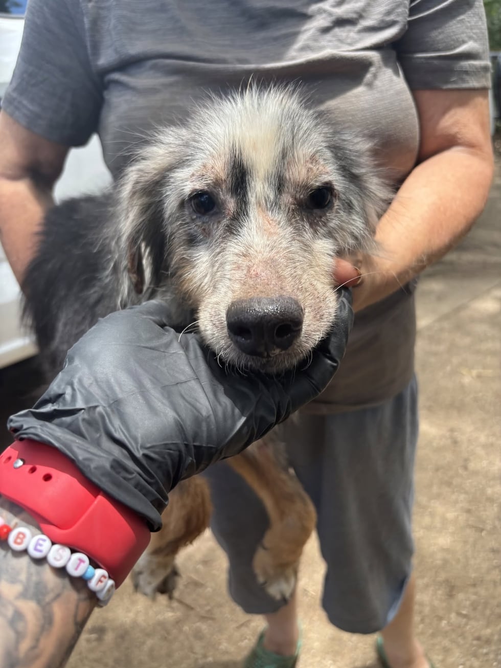 Smith County woman wanted after 38 dogs found in poor living conditions