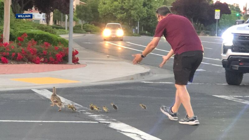 William, a 12-year-old witness, captured photos of the Good Samaritan helping the ducklings...